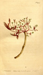 Botanical print by Sydenham Teast Edwards 1768 â€ì 1819, Sydenham Edwards was a natural history