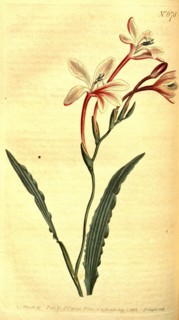 Botanical print by Sydenham Teast Edwards 1768 â€ì 1819, Sydenham Edwards was a natural history