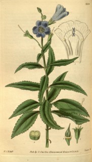 Botanical print by Sir William Jackson Hooker, FRS, 1785 â€ì 1865, English botanical illustrator.