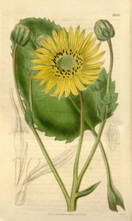 Botanical print or English natural history illustration by Joseph Swan 1796-1872, British Engraver.