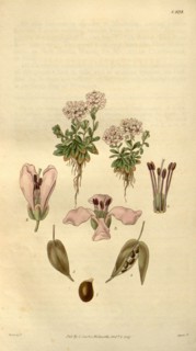 Botanical print by Sir William Jackson Hooker, FRS, 1785 â€ì 1865, English botanical illustrator.