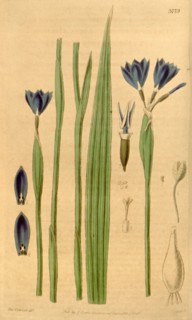 Botanical print or English natural history illustration by Joseph Swan 1796-1872, British Engraver.