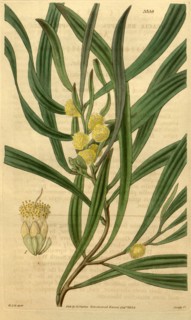 Botanical print by Sir William Jackson Hooker, FRS, 1785 â€ì 1865, English botanical illustrator.