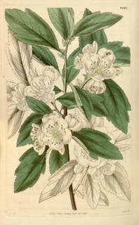 Botanical print or English natural history illustration by Joseph Swan 1796-1872, British Engraver.