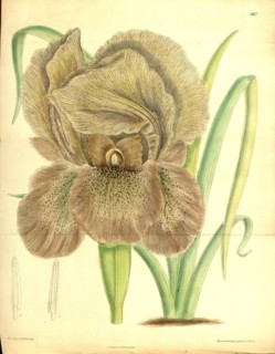 Botanical Print by Walter Hood Fitch 1817 â€ì 1892, W.H. Fitch was an botanical illustrator and