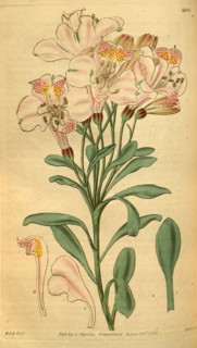 Botanical print by Sir William Jackson Hooker, FRS, 1785 â€ì 1865, English botanical illustrator.