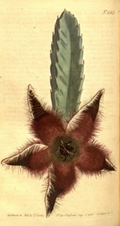 Botanical print by Sydenham Teast Edwards 1768 â€ì 1819, Sydenham Edwards was a natural history