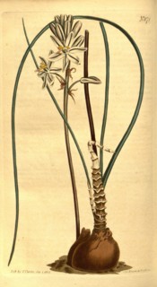 Botanical print by Sydenham Teast Edwards 1768 â€ì 1819, Sydenham Edwards was a natural history