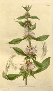 Botanical print or English natural history illustration by Joseph Swan 1796-1872, British Engraver.