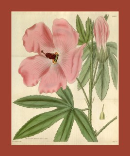 Botanical print or English natural history illustration by Joseph Swan 1796-1872, British Engraver.