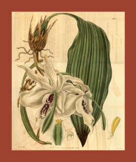 Botanical print by Sir William Jackson Hooker, FRS, 1785 â€ì 1865, English botanical illustrator.