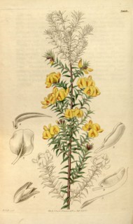 Botanical print by Sir William Jackson Hooker, FRS, 1785 â€ì 1865, English botanical illustrator.