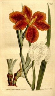 Botanical print by Sydenham Teast Edwards 1768 â€ì 1819, Sydenham Edwards was a natural history
