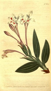 Botanical print by Sydenham Teast Edwards 1768 â€ì 1819, Sydenham Edwards was a natural history