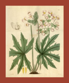 Botanical print or English natural history illustration by Joseph Swan 1796-1872, British Engraver.