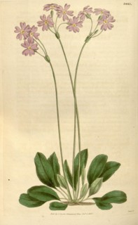 Botanical print or English natural history illustration by Joseph Swan 1796-1872, British Engraver.