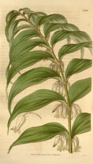 Botanical print or English natural history illustration by Joseph Swan 1796-1872, British Engraver.