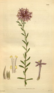 Botanical print by Sir William Jackson Hooker, FRS, 1785 â€ì 1865, English botanical illustrator.