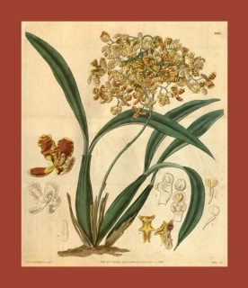 Botanical print or English natural history illustration by Joseph Swan 1796-1872, British Engraver.