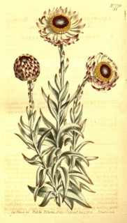 Botanical print by Sydenham Teast Edwards 1768 â€ì 1819, Sydenham Edwards was a natural history