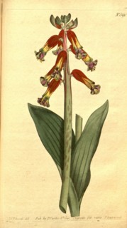 Botanical print by Sydenham Teast Edwards 1768 â€ì 1819, Sydenham Edwards was a natural history