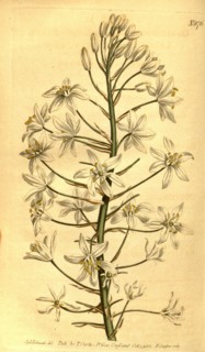 Botanical print by Sydenham Teast Edwards 1768 â€ì 1819, Sydenham Edwards was a natural history