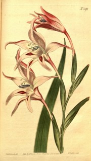 Botanical print by Sydenham Teast Edwards 1768 â€ì 1819, Sydenham Edwards was a natural history