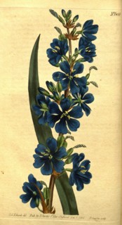 Botanical print by Sydenham Teast Edwards 1768 â€ì 1819, Sydenham Edwards was a natural history