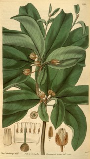 Botanical print or English natural history illustration by Joseph Swan 1796-1872, British Engraver.