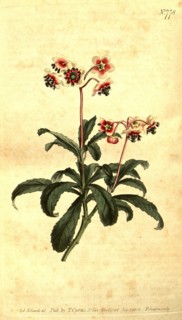 Botanical print by Sydenham Teast Edwards 1768 â€ì 1819, Sydenham Edwards was a natural history
