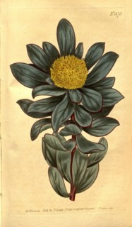 Botanical print by Sydenham Teast Edwards 1768 â€ì 1819, Sydenham Edwards was a natural history