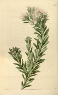 Botanical print by Sir William Jackson Hooker, FRS, 1785 â€ì 1865, English botanical illustrator.