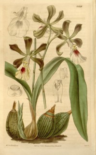 Botanical print or English natural history illustration by Joseph Swan 1796-1872, British Engraver.