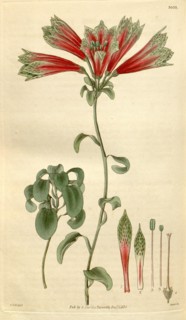 Botanical print by Sir William Jackson Hooker, FRS, 1785 â€ì 1865, English botanical illustrator.