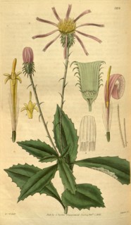 Botanical print by Sir William Jackson Hooker, FRS, 1785 â€ì 1865, English botanical illustrator.