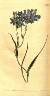 Botanical print by Sydenham Teast Edwards 1768 â€ì 1819, Sydenham Edwards was a natural history