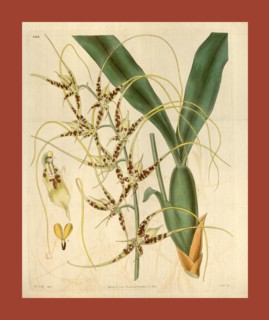 Botanical print by Sir William Jackson Hooker, FRS, 1785 â€ì 1865, English botanical illustrator.