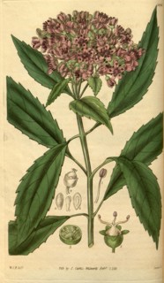 Botanical print by Sir William Jackson Hooker, FRS, 1785 â€ì 1865, English botanical illustrator.