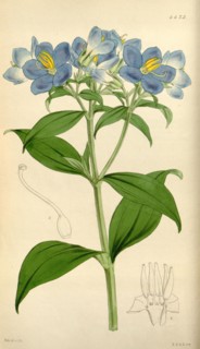 Botanical Print by Walter Hood Fitch 1817 â€ì 1892, W.H. Fitch was an botanical illustrator and