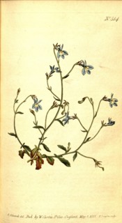 Botanical print by Sydenham Teast Edwards 1768 â€ì 1819, Sydenham Edwards was a natural history