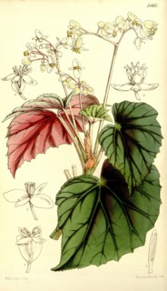 19th century botanical colour print. Botanical illustration. Form, colour, and details of the plant