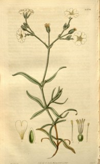 Botanical print or English natural history illustration by Joseph Swan 1796-1872, British Engraver.