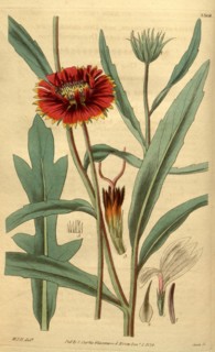 Botanical print by Sir William Jackson Hooker, FRS, 1785 â€ì 1865, English botanical illustrator.