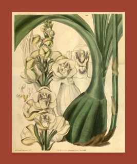 19th century botanical colour print. Botanical illustration. Form, colour, and details of the plant