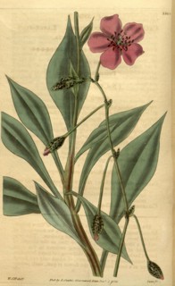 Botanical print by Sir William Jackson Hooker, FRS, 1785 â€ì 1865, English botanical illustrator.