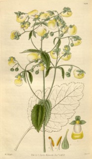 Botanical print by Sir William Jackson Hooker, FRS, 1785 â€ì 1865, English botanical illustrator.