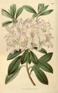 Botanical print or English natural history illustration by Joseph Swan 1796-1872, British Engraver.