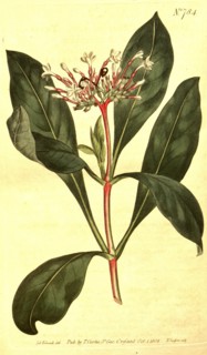 Botanical print by Sydenham Teast Edwards 1768 â€ì 1819, Sydenham Edwards was a natural history