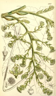 19th century botanical colour print. Botanical illustration. Form, colour, and details of the plant