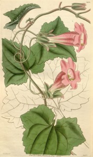 Botanical print by Sir William Jackson Hooker, FRS, 1785 â€ì 1865, English botanical illustrator.